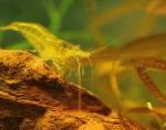 Photo Yellow Shrimp, yellow 