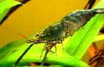 Photo Macrobrachium, green shrimp