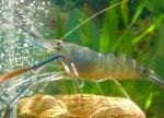 Photo Macrobrachium, blue shrimp