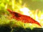 Photo Cherry Shrimp, red 