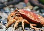 Photo Cockroach Crayfish, brown 