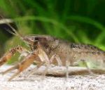 Photo Cambarellus Montezumae, brown crayfish