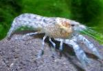 Photo Cambarellus Diminutus, blue crayfish