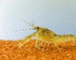 照 侏儒螯虾属Ninae, 褐色 小龙虾