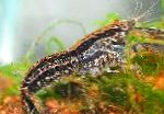 Photo Cambarellus Texanus, black crayfish