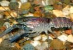 Photo Blue Crayfish, blue 
