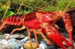 წითელი ჭაობში Crayfish