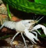 Photo Red Swamp Crayfish, white 