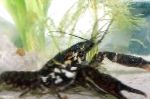 შავი Mottled Crayfish