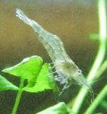 фотографија Freshwater Rivers Galicia Shrimp, сив шврћа