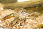 foto Procambarus Vasquezae, bruin rivierkreeft