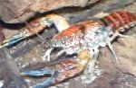 Foto Procambarus Toltecae, sarkans vēzis