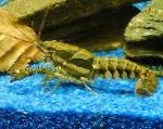 Photo Sly Crayfish, brown 
