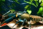 Photo Cherax Lorentzi, brown crayfish