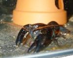 Photo Black Lobster, black crayfish