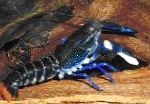 Photo Cherax Sp. Blue Moon, blue crayfish