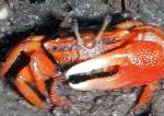 Photo Red Mangrove Crab, red 