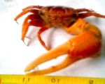 Photo Fiddler Crab, red 