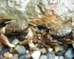 Photo Mud Crab, brown 