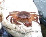 Photo Freshwater Crab, brown 