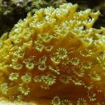 Photo Flowerpot Coral, yellow 