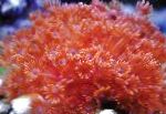 Photo Flowerpot Coral, red 
