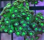 Photo Flowerpot Coral, green 