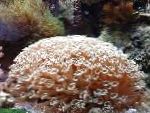 Photo Flowerpot Coral, brown 