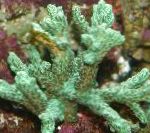 Photo Horn Coral (Furry Coral), green 