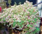 Photo Hammer Coral (Torch Coral, Frogspawn Coral), green 