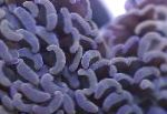 Photo Hammer Coral (Torch Coral, Frogspawn Coral), brown 