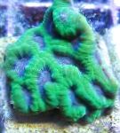 Photo Pineapple Coral (Moon Coral), green 