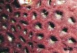 Photo Pineapple Coral (Moon Coral), brown 