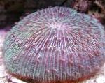 Photo Plate Coral (Mushroom Coral), purple 