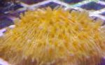 Photo Plate Coral (Mushroom Coral), yellow 