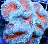 Photo Lobed Brain Coral (Open Brain Coral), light blue 