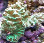 Photo Merulina Coral, green 