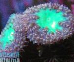 Photo Pineapple Coral, purple 