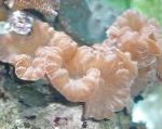 Photo Fox Coral (Ridge Coral, Jasmine Coral), pink 