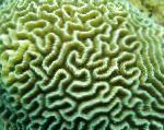 Photo Platygyra Coral, green 