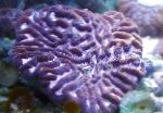 Photo Platygyra Coral, purple 