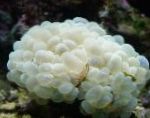 Photo Bubble Coral, white 