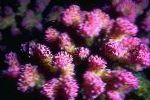 Photo Cauliflower Coral, pink 
