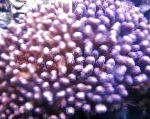 Photo Cauliflower Coral, purple 