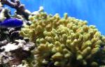 Porites Coral