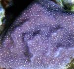Photo Porites Coral, purple 