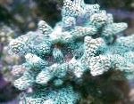 Photo Birdsnest Coral, light blue 