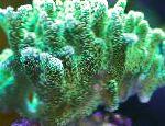 Photo Birdsnest Coral, green 