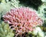 Photo Birdsnest Coral, pink 