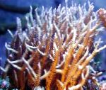 Photo Birdsnest Coral, yellow 